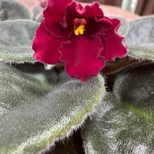 May include: Close-up of a vibrant African violet flower with deep burgundy petals and a bright yellow center. The flower is surrounded by fuzzy, green leaves. The plant is a houseplant.