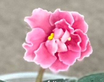 African Violet Plant - Music Box Dancer - STARTER PLANT