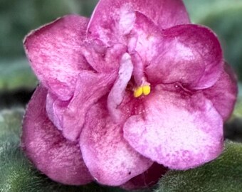 African Violet Plant - Music Box Dancer - STARTER PLANT