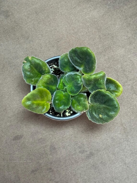 African Violet Plant - Music Box Dancer - STARTER PLANT