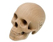 Cardboard Safari Vince Cardboard Human Skull - Micro