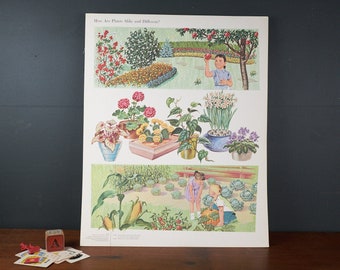 Mid Century School Chart Educational Poster Gardening