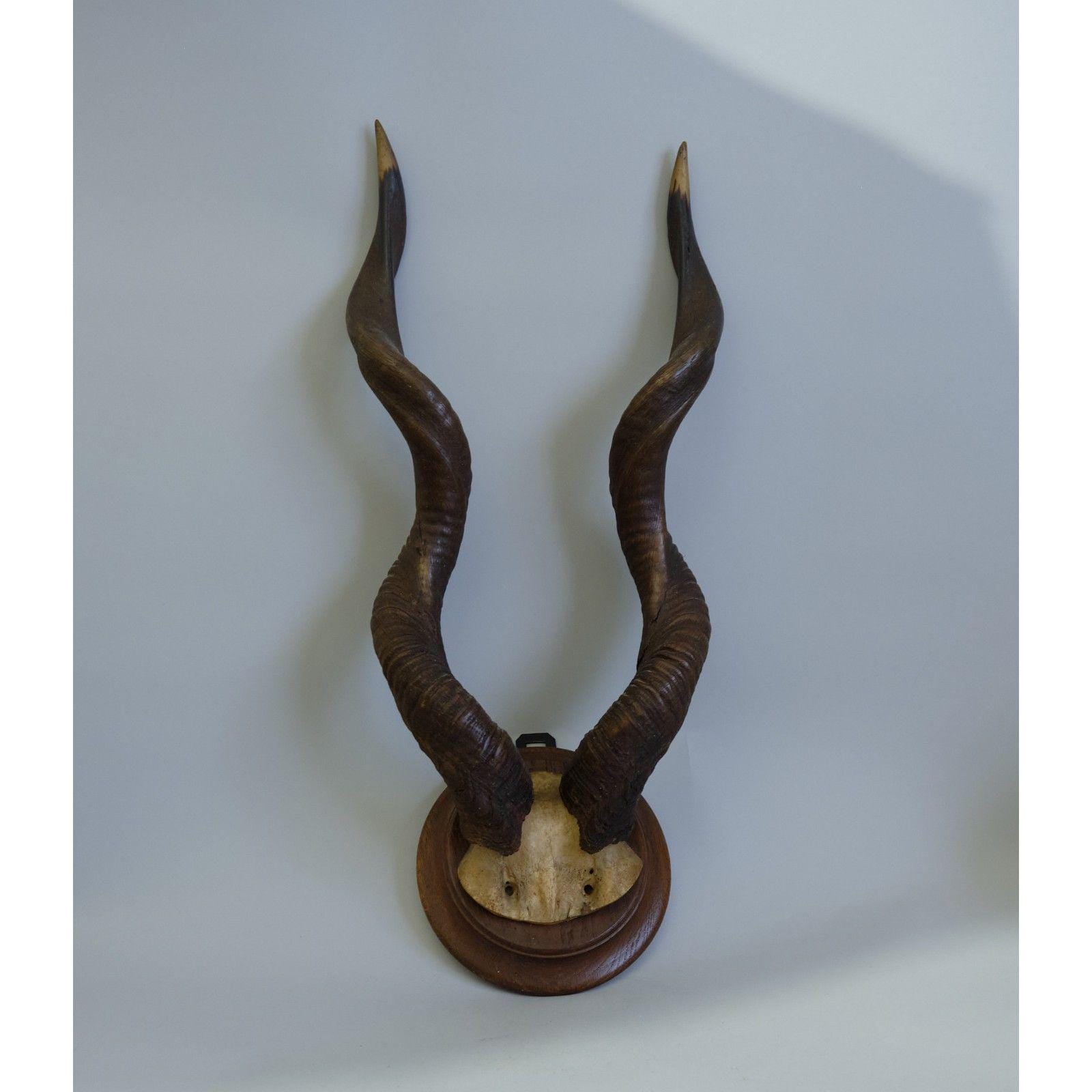 African Kudu Horn - Etsy
