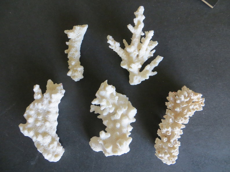 Vintage Lot 20 Pieces of Coral Shell Nautical Sea DIY Decor