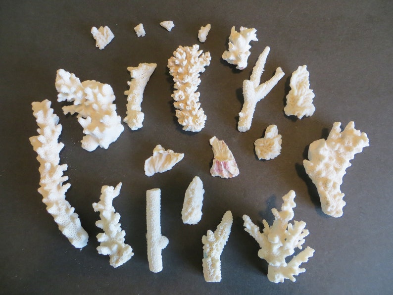 Vintage Lot 20 Pieces of Coral Shell Nautical Sea DIY Decor