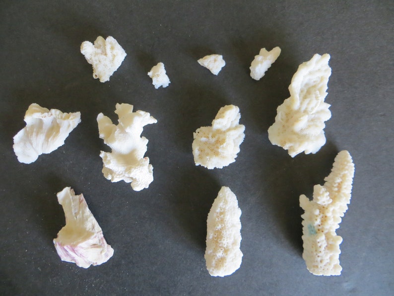 Vintage Lot 20 Pieces of Coral Shell Nautical Sea DIY Decor