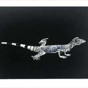 Zebra-tailed Lizard art print, Herpetology, 5 x 7&quot; or 8 x 10&quot;