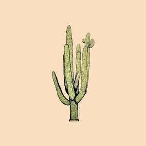 May include: A line drawing of a green cactus with multiple stems and branches. The cactus is drawn in a minimalist style with black outlines and a light green fill.