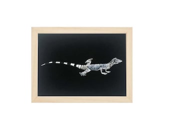 Zebra-tailed Lizard art print, Herpetology, 5 x 7" or 8 x 10"