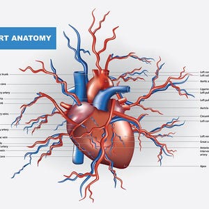 Bambini Adulti Apprendimento Diagramma Anatomia del Cuore College Scuola Educativo Apprendimento Poster Stampa Grafica Laminatura Opzionale