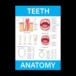 Kinderen Volwassenen Leren Menselijke Tanden Anatomie Tandarts College School Educatief Leermiddel Poster Print Grafische Optionele Laminering