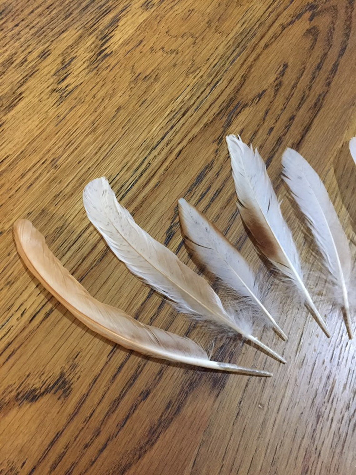 Lot 72 7 Pcs White and brown Natural Feathers Real Bird Etsy Italia