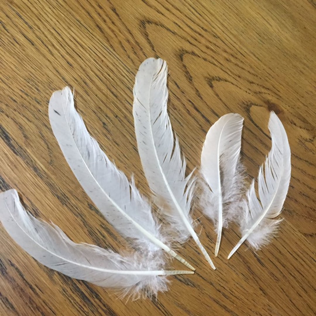 Lot 52 5 Pcs White and Black Natural Feathers, Real Bird Feathers, Ethical Fashion, Fancy Dress