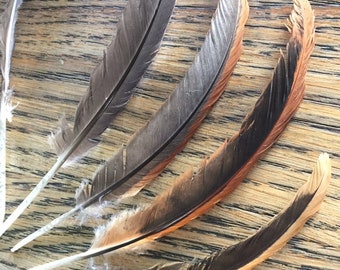 Lot 5- 12 Pcs Black, Brown, grey Cruelty Free wing Feathers For Jewellery and Craft Macrame Wall Art Textured Talking Point Australian Grown