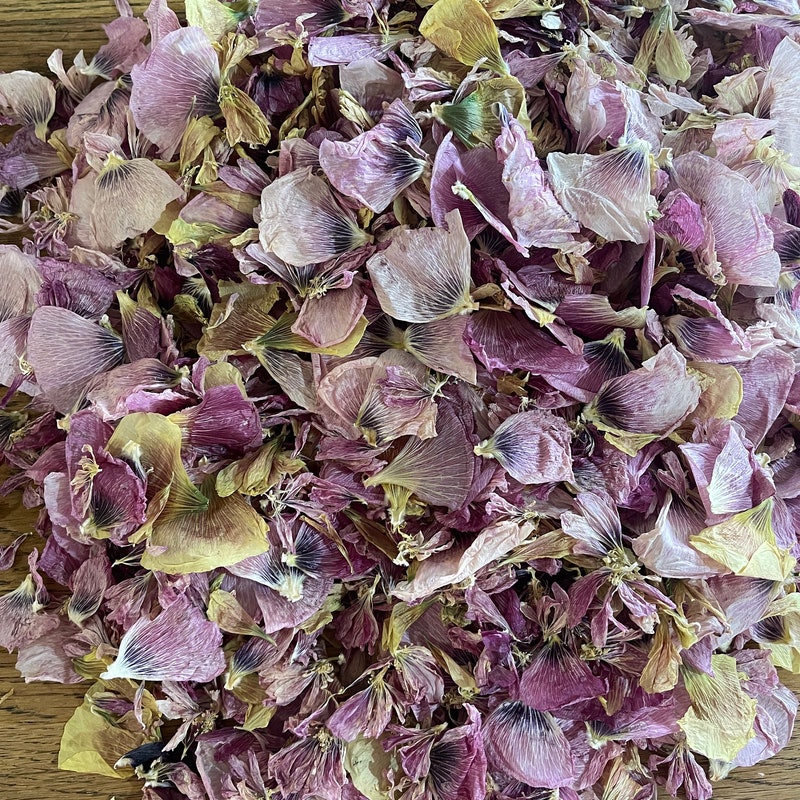Dried Flower Petals Etsy — free download