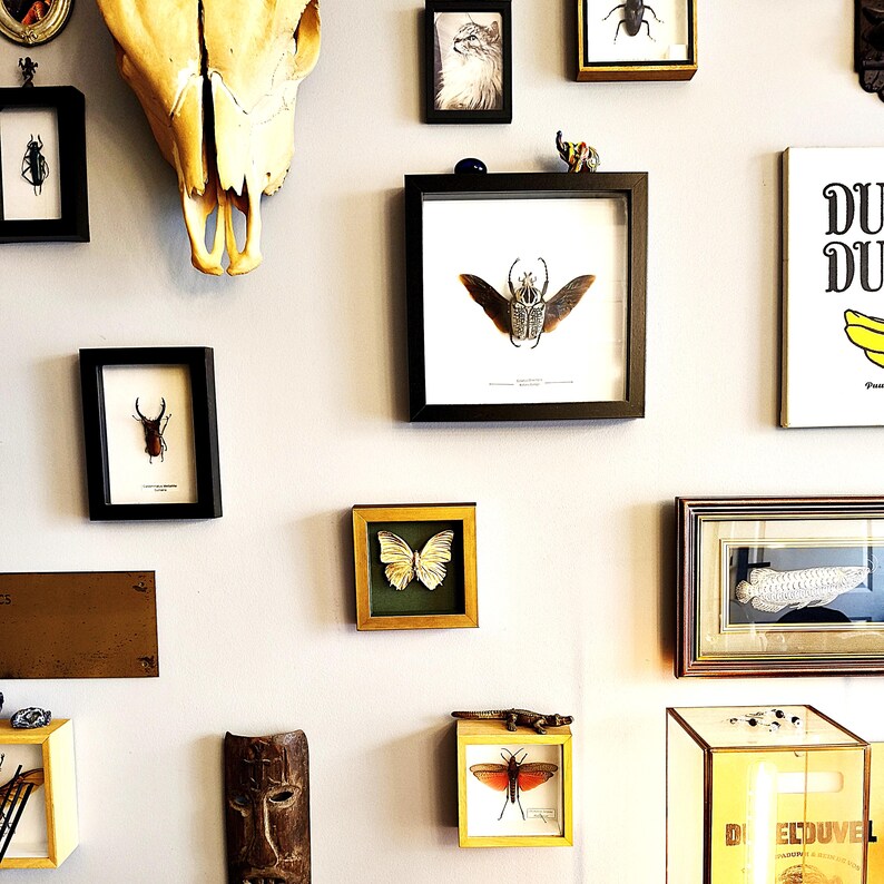 May include: A gallery wall featuring a collection of framed insect specimens, a large animal skull, a wooden mask, and various art prints. The display includes beetles, a butterfly, and a fish illustration in black, gold, and wooden frames.