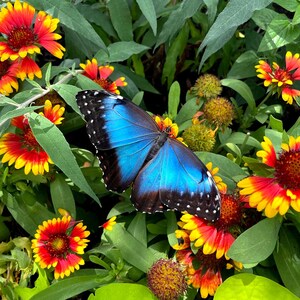 May include: A vibrant blue Morpho butterfly with black wing edges and white spots resting on a cluster of Gaillardia flowers. The flowers feature bright red centres that transition to yellow petal tips, surrounded by lush green foliage.
