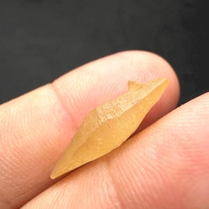 Puede incluir: Un peque&ntilde;o objeto de color marr&oacute;n claro, parecido a un cristal, con forma puntiaguda. El objeto tiene una superficie rugosa y texturizada y parece ser un mineral o una piedra preciosa natural. El cristal se sostiene en la mano de una persona sobre un fondo oscuro.