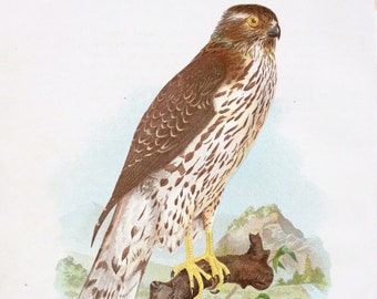 1897 American Goshawk, Original print, Pennsylvania Birds of prey, framable print