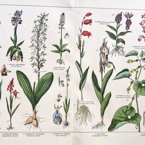 Orchid print, Original 1890 German Floral lithograph, Birthwort, Butterfly Orchid