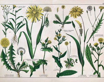 Sunflower print, Original 1890 German Floral, Goatsbeard, Thistles