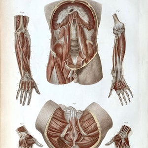 Antique Muscular system print, Original 1879 German Anatomical Lithograph, Abdominal Pélvis and arm muscles