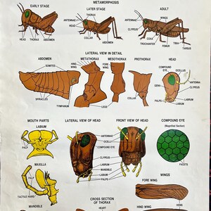 Grasshopper Chart, Arthropoda, Original 1960s Science and Education School poster, Insect