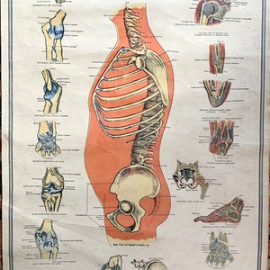 Antique Physiology Chart, Original 1900 Medical poster, Bones, Osteology