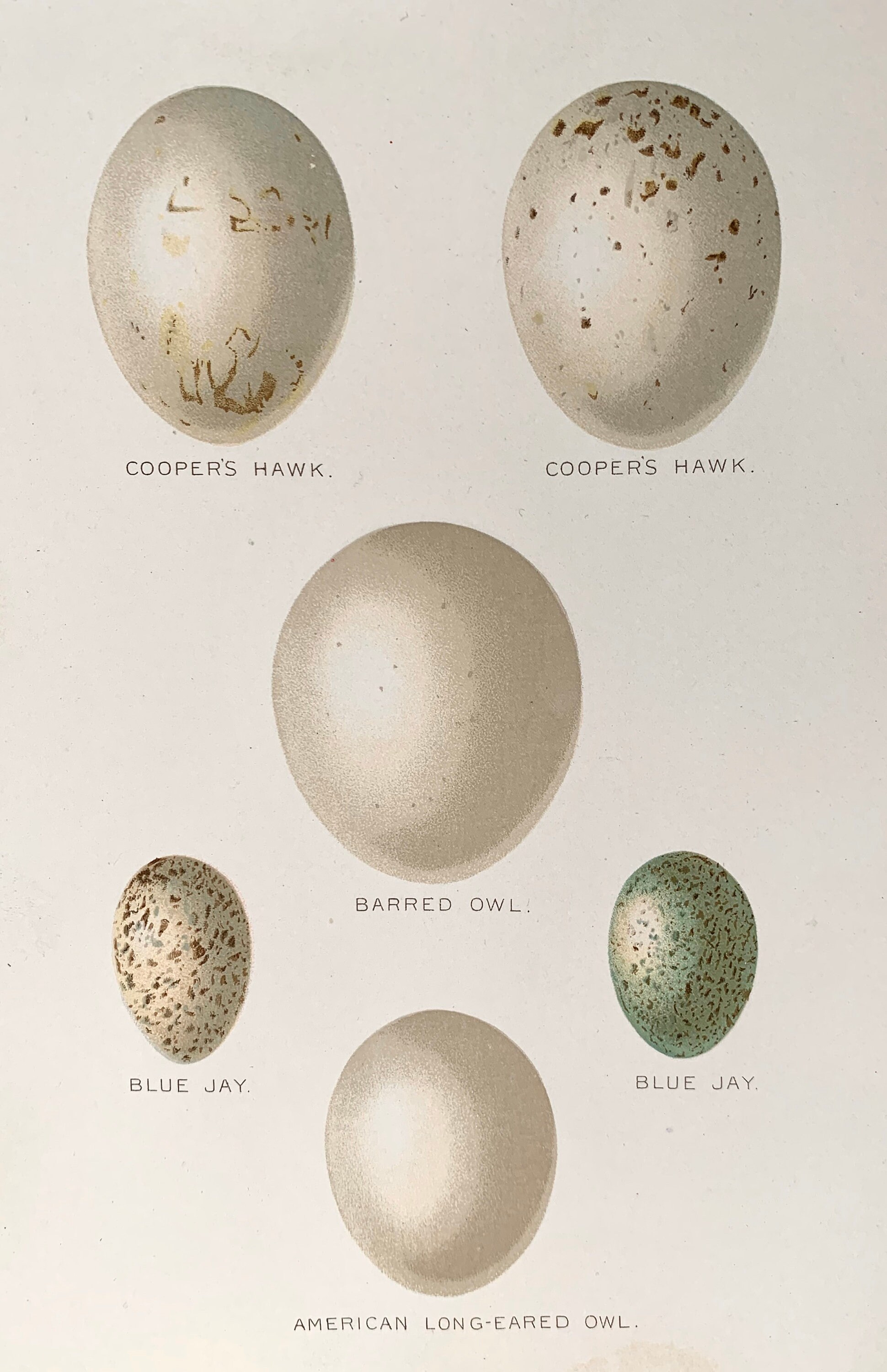 Cooper's Hawk Downers Grove Menu corona.dothome.co.kr