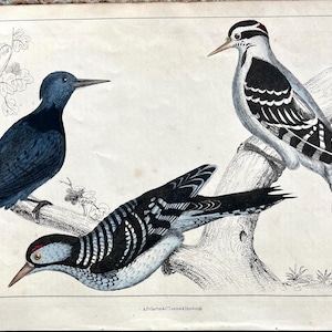Antique Woodpecker print, Original 1853 Animated Nature, Hairy Woodpecker, Red Cockaded Woodpecker, Black Breasted Woodpecker