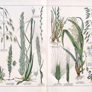 Oat print, Original 1890 German Floral lithograph, Ryegrass, Wheat, Barley,