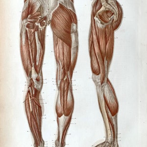 Antique Muscular System print, Original 1871 German Anatomical Lithograph, Muscles of the leg
