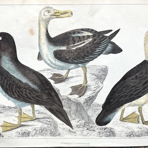 Antique Albatross Print, Original 1850 hand colored Lithograph, Black eyed Albatross, Sooty Albatross, Animated Nature