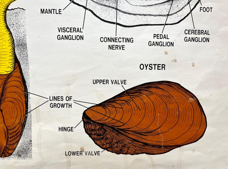 Clam Chart, Original 1960s Science and Education School Diagram ...