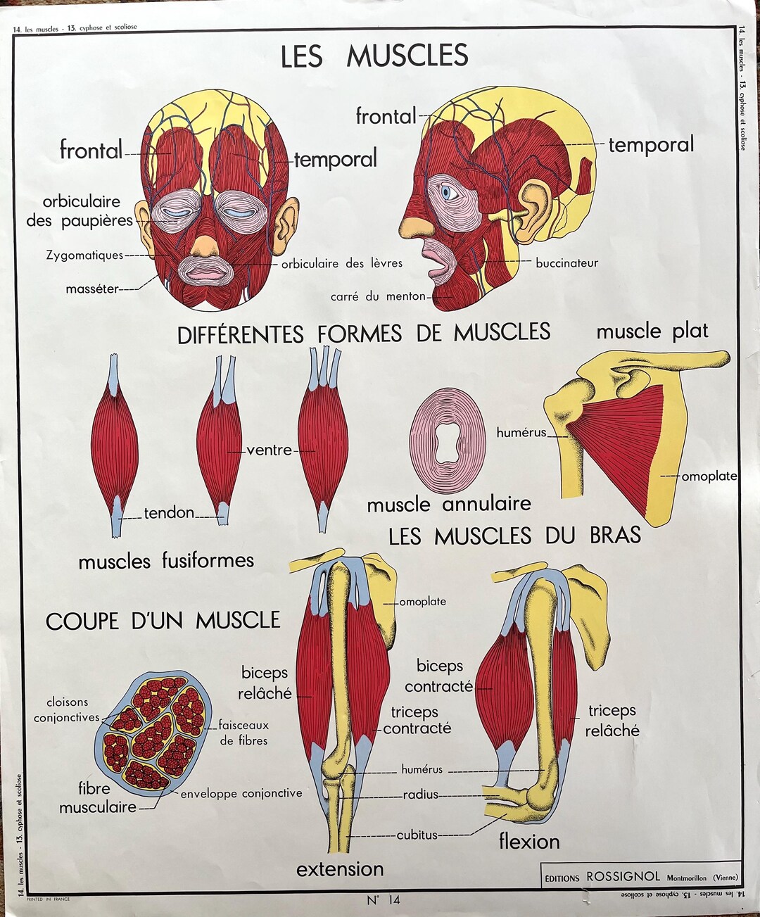 F Rence Muscles Vintage French Educational Chart, the Muscles, Health and Wellness ...