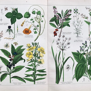 Primrose print, Original 1890 German Flora, Fireweed, Flowering Rush, Botanical