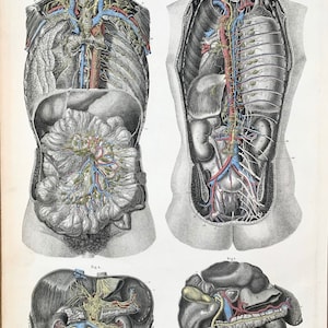German Medical Print, Original 1871 German Atlas of Human Anatomy, Abdominal Viscera, Organs Print, Human Dissection