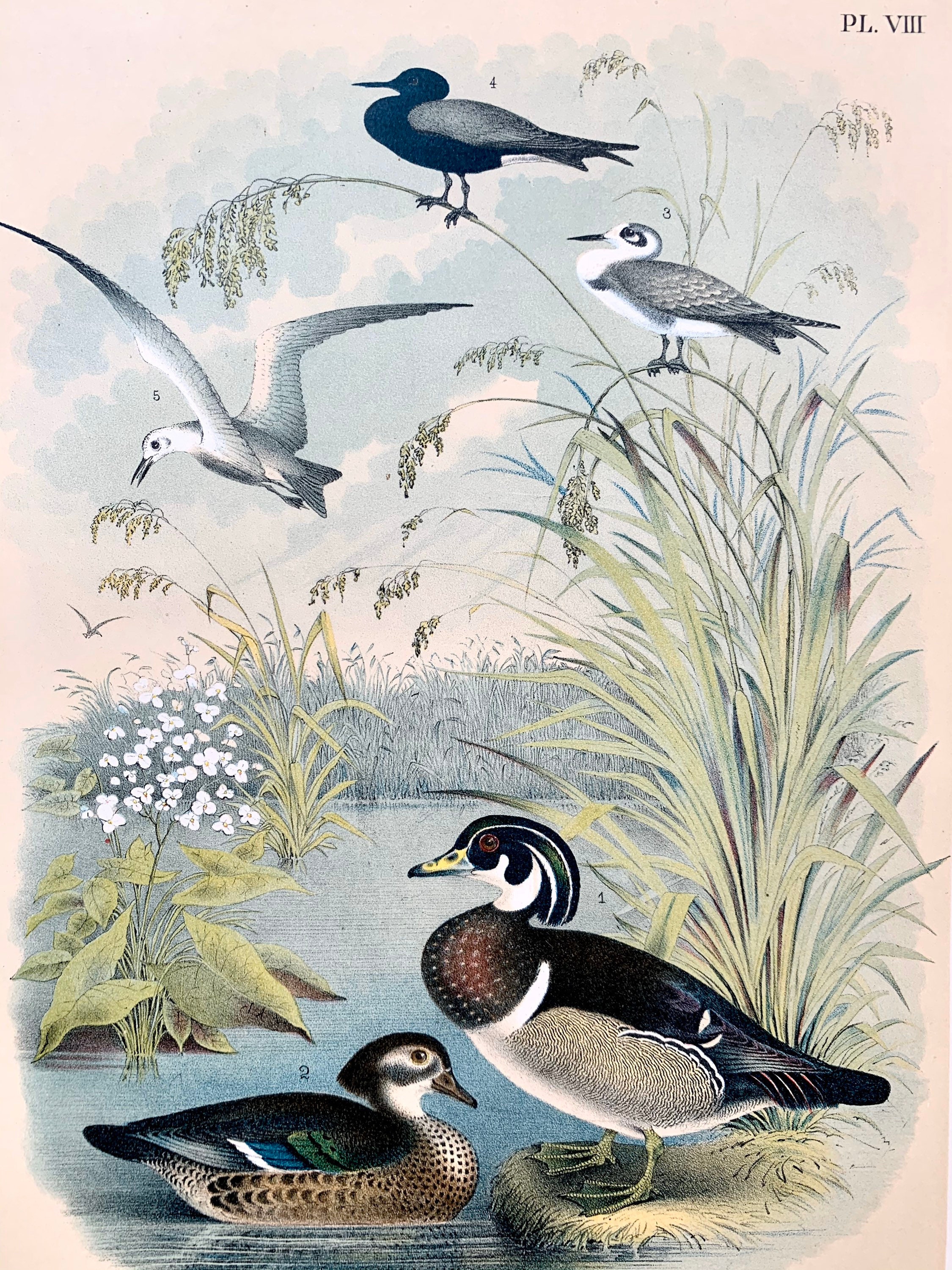 Wood Duck Print, Original 1881 Birds of North America Lithograph