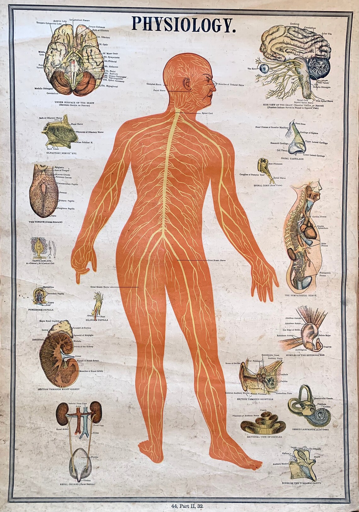 Nervous System Chart, Original 1900 Physiology Poster, Antique Medical ...