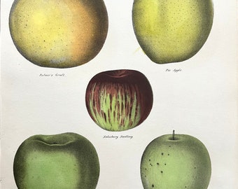 Apple Print, Original 1850 Agriculture Lithograph, Pie Apple, Apple Farm, Salisbury Seedling