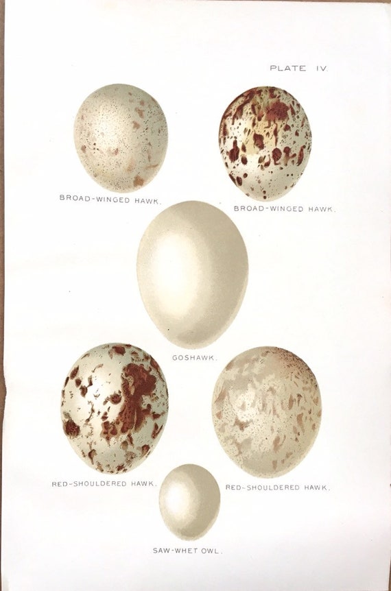 Replica Redtailed Hawk Egg (59mm) ubicaciondepersonas.cdmx.gob.mx