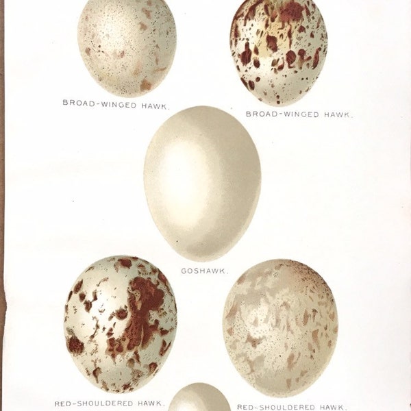 Bird Eggs, Hawk eggs, Original 1897 antique Print