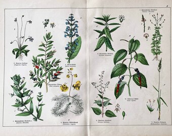 Olive Tree, Original 1890 German Plants Lithograph, Meadow Sage, Black Pepper, Chromolithograph