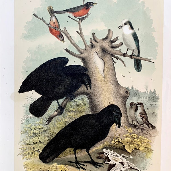 Canada Jay Print, Original 1881 Birds of North America Color Lithograph, Sparrow, Crow, Raven, Red Breasted Robin, Studer