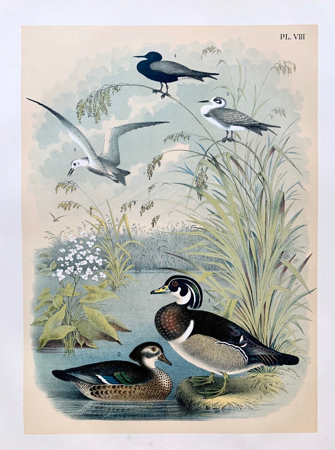 Wood Duck Print, Original 1881 Birds of North America Lithograph