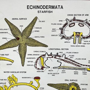 Vintage Starfish Chart, Original 1960s Science and Education School ...