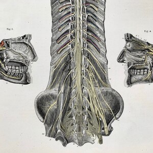 Antique Anatomical Print of Nerves of the Head and Spinal Cord ...
