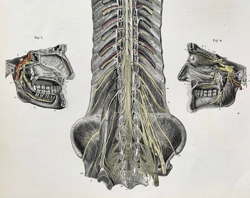 Antique Anatomical Print of Nerves of the Head and Spinal Cord ...