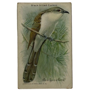 BLACK-BILLED CUCKOO- Collector's Card #4 - Arm & Hammer Nützliche Vögel von Amerika, Series 10 - Werbekarte - 1938