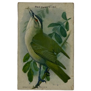 RED-EYED VIREO - Sammelkarte #5 - Arm & Hammer Nützliche Vögel von Amerika, Serie 9 - Werbekarte -